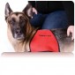 Service Animals: Legal Obligations for Providing ADA Accommodations for Employees, Clients, and Third Parties